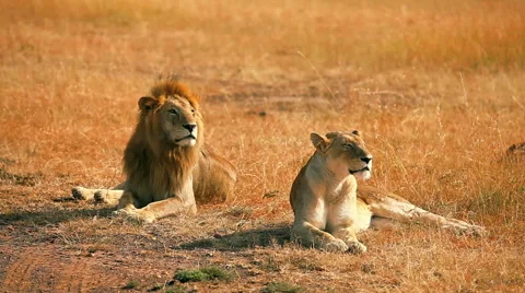 Mating lions in Masai Mara Video stock 54356997
