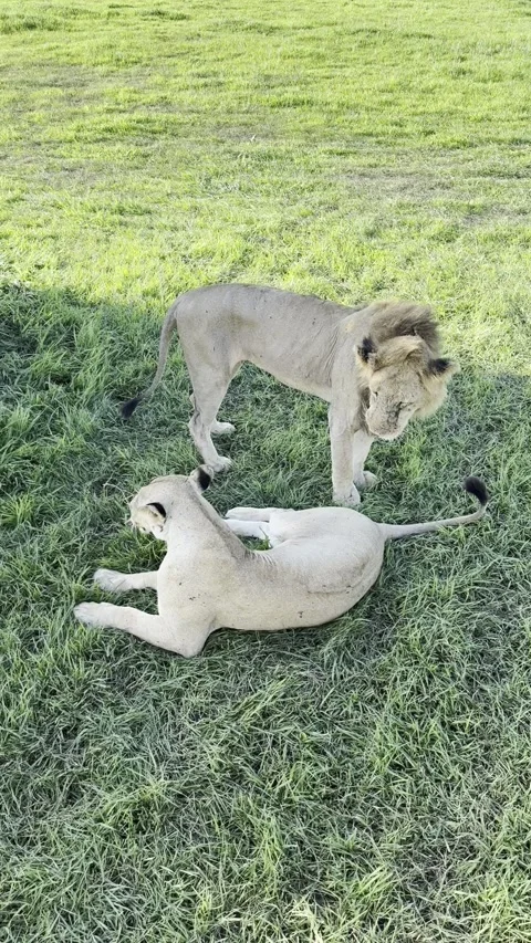 Mating lions pair on grass in Mikumi National Park Tanzania vertical HD Stock Footage 341882353
