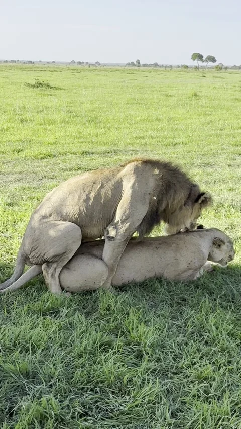 Mating lions roaring and resting on grass Mikumi Tanzania vertical HD Stock Footage 341882355