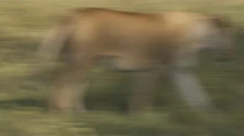 Mating lions, rolling on their back in the grass Stock Footage 12644854
