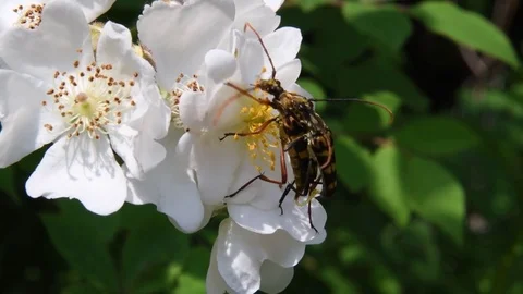 Mating long-horned beetles &amp; wild rose flowers Stock Footage 82413269