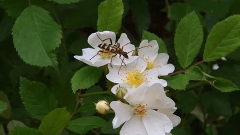 Mating long-horned beetles &amp; wild rose flowers Stock Footage 82413311