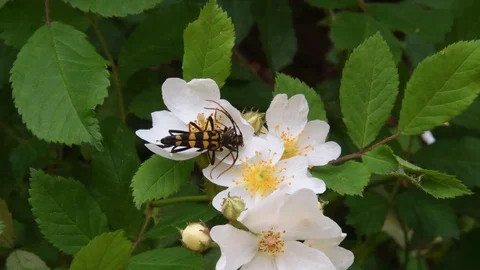 Mating long-horned beetles &amp; wild rose flowers Stock Footage 82413329