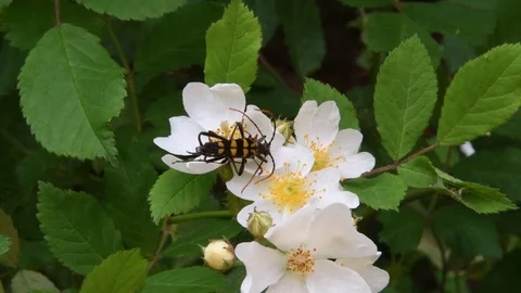 Mating long-horned beetles &amp; wild rose flowers Stock Footage 82413342