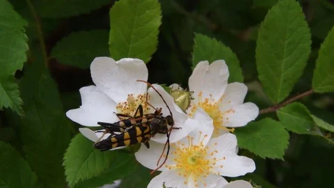 Mating long-horned beetles &amp; wild rose flowers Stock Footage 82413348