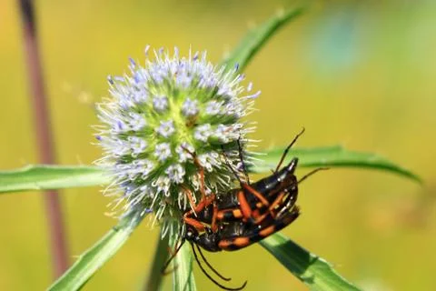 Mating Longhorn beetles Stock Photos