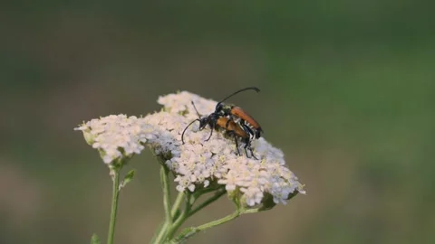 Mating longhorn beetles on wildflower Stock Footage 340246602