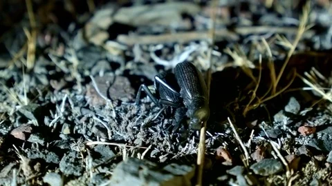 Mating macro Large Desert Beetles at Night Oregon 230 Stock Footage 81779732