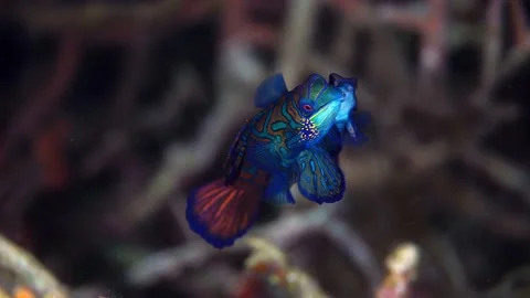 Mating Mandarin Fish baby Lembeh Indonesia 4k 25fps Stock Footage 132769416