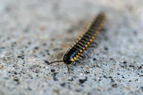 Mating millipede,millipede walking on ground Stock Photos