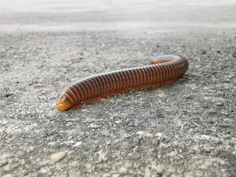 Mating millipede,millipede walking on ground in the rainy season of Thailand Stock Photos