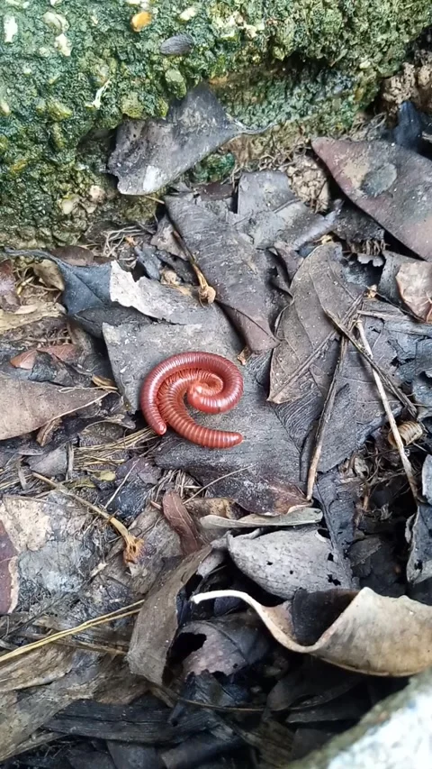 Mating millipedes on dry leaves in the forest 스톡 동영상 344920877