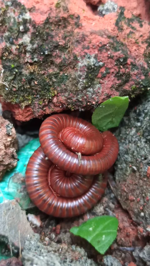 Mating Millipedes in Nature Video stock 318542436
