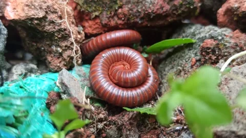 Mating Millipedes in Nature Video stock 318542444