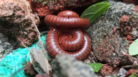 Mating Millipedes in Nature Stock-Footage 318542445