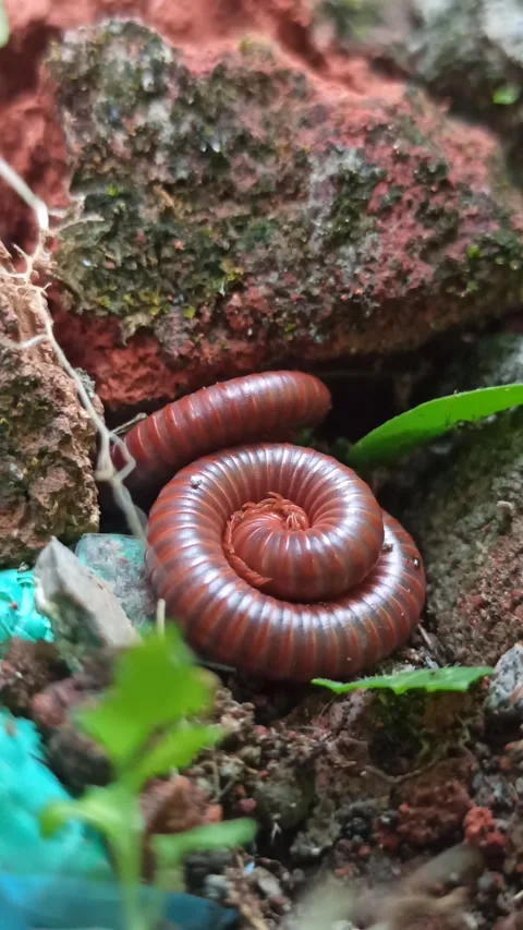 Mating Millipedes in Nature Stock-Footage 318542447