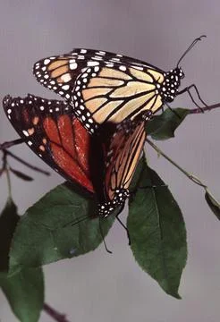 Mating Monarchs Stock Photos