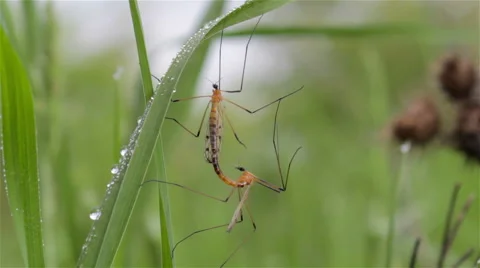 Mating mosquito Stock-Footage 63064933