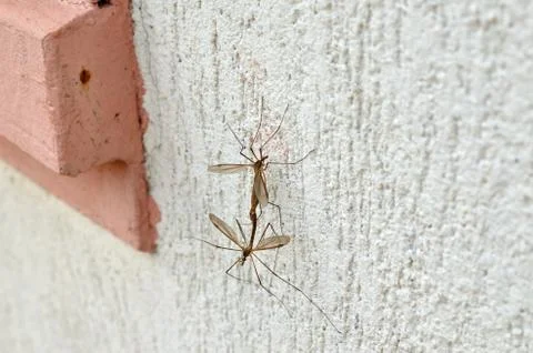 Mating of Mosquitoes Stock Photos