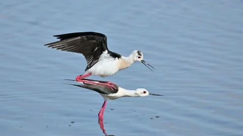 Mating with nubtial dancing common stilt Himantopus himantopus is a wader that Stock Footage 238615237