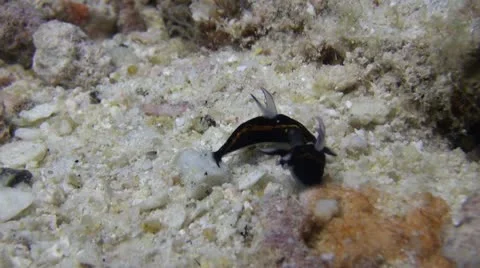 Mating Nudibranch Underwater, Clip 2 of 5 Stock Footage 22010184