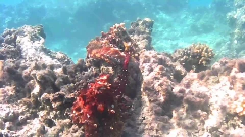 Mating Octopuses Interrupted as Female Attacks Snorkeler in Marsa Alam Red Sea E Stock Footage 338025658