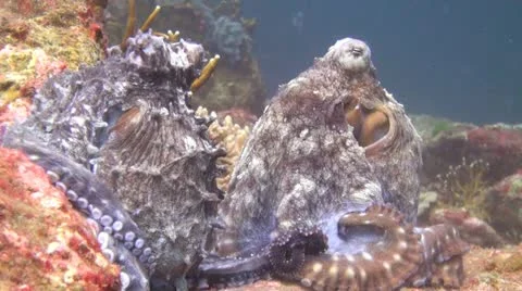 Mating Octupus, Clip 2 of 3 Stock Footage 22307850