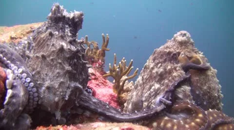 Mating Octupus, Clip 3 of 3 Stock Footage 22308769