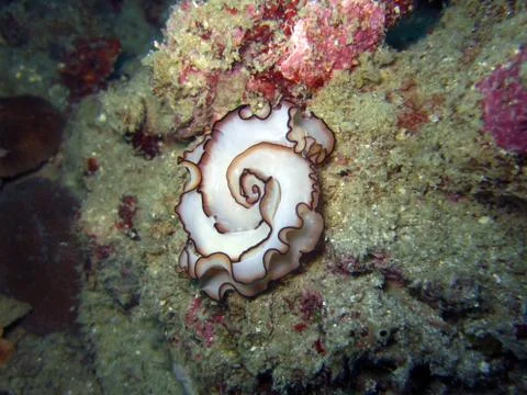 Mating Orsak's flatworms Stock Photos