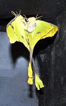Mating pair of African moon moths resting on a dark mesh surface in a natur.. Fotos de archivo