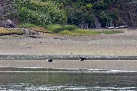 Mating pair of bald eagles flying low together over puget sound Foto stock