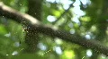 Mating Pair Of Banana Spiders - Golden Orb-Weaver HD Footage