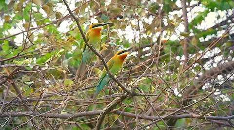 Mating pair of Bee Eater birds feed each other in wilds of India. Stock Footage 37513214