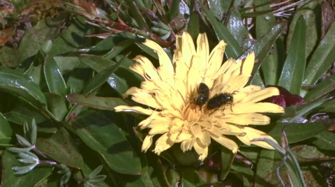 Mating pair of beetles on a paramo flower, Ecuador Vídeo Stock 62844781