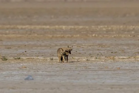 Mating pair of Bengal fox also known as the Indian fox in Greater Rann of Kut Stock Photos