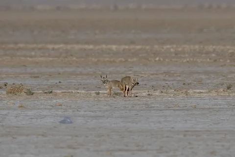 Mating pair of Bengal fox also known as the Indian fox in Greater Rann of Kut Stock Photos