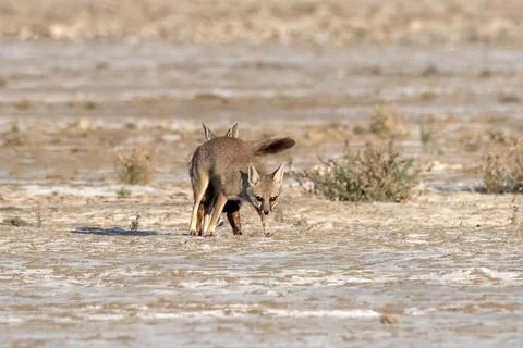 Mating pair of Bengal fox also known as the Indian fox in Greater Rann of Kut Stock Photos
