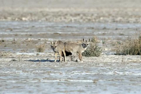 Mating pair of Bengal fox also known as the Indian fox in Greater Rann of Kut Stock Photos