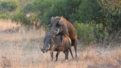 Mating pair of big warthogs Stock Footage 154885254