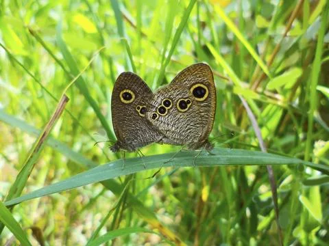 Mating pair of Common Five-ring, Ypthima baldus, Lycaenidae, Satara, Mahara.. Foto stock