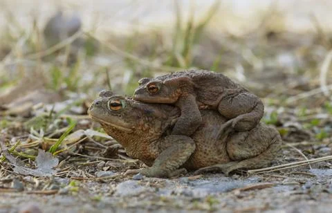 Mating pair of common toads, Bufo bufo Foto stock