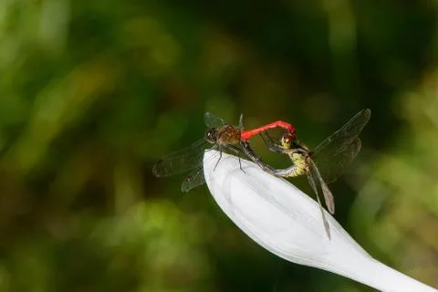 Mating pair of dragonflies Stock Photos