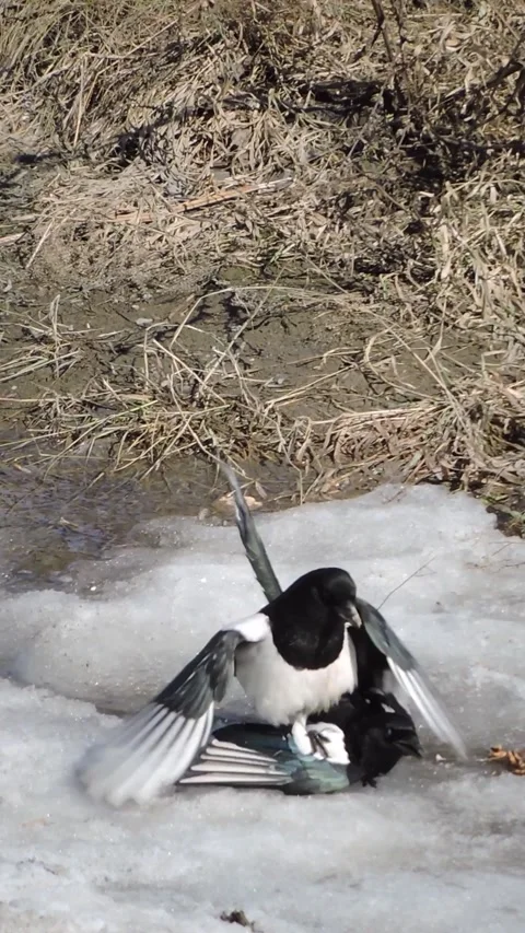 Mating of a pair of eurasian magpies Stock Footage 340265620