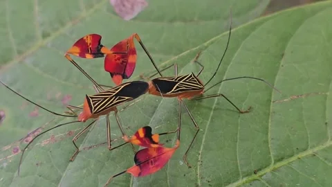 Mating Pair of Flag-Footed Bugs (Bitta Alipes) on Passion Fruit Leaf Video stock 343102385