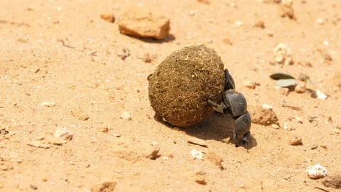 A mating pair of flightless dung beetles rolling a dung ball up a slight Vídeo Stock 128770304