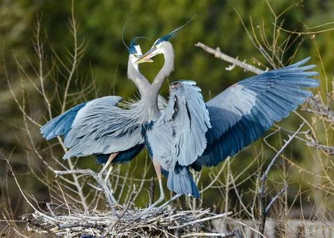 Mating Pair of Great Blue Herons Fotos de archivo