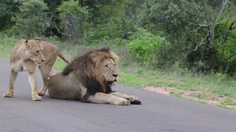 A Mating pair of lion on the road Stock Footage