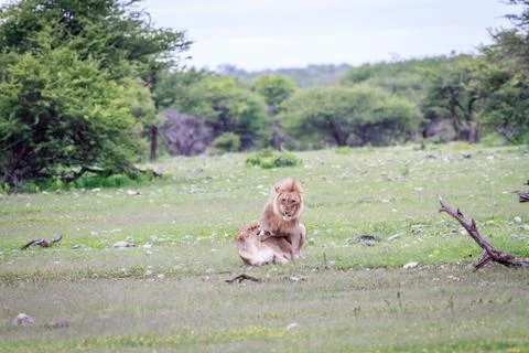 Mating pair of Lions. Stock Photos