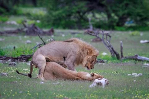 Mating pair of Lions. Stock Photos