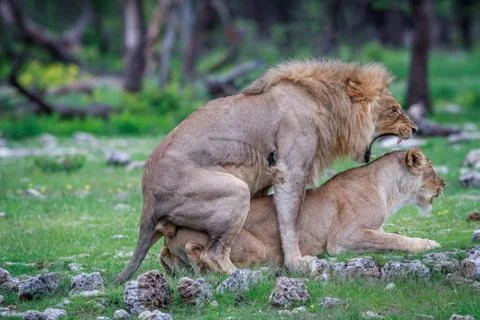 Mating pair of Lions. Stock Photos